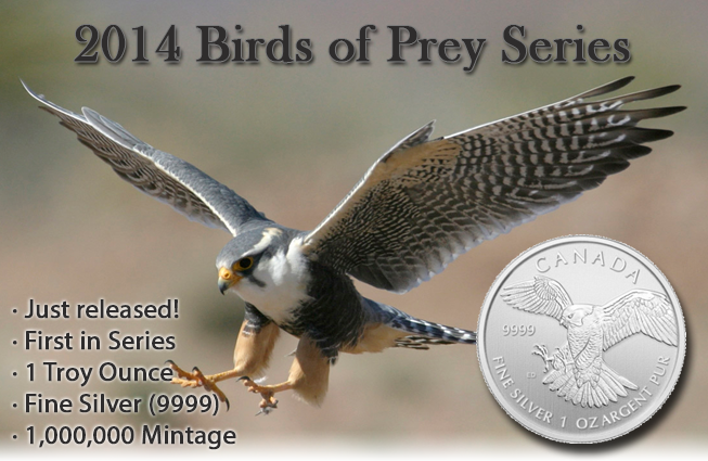 2014 Canadian Peregrine Falcon